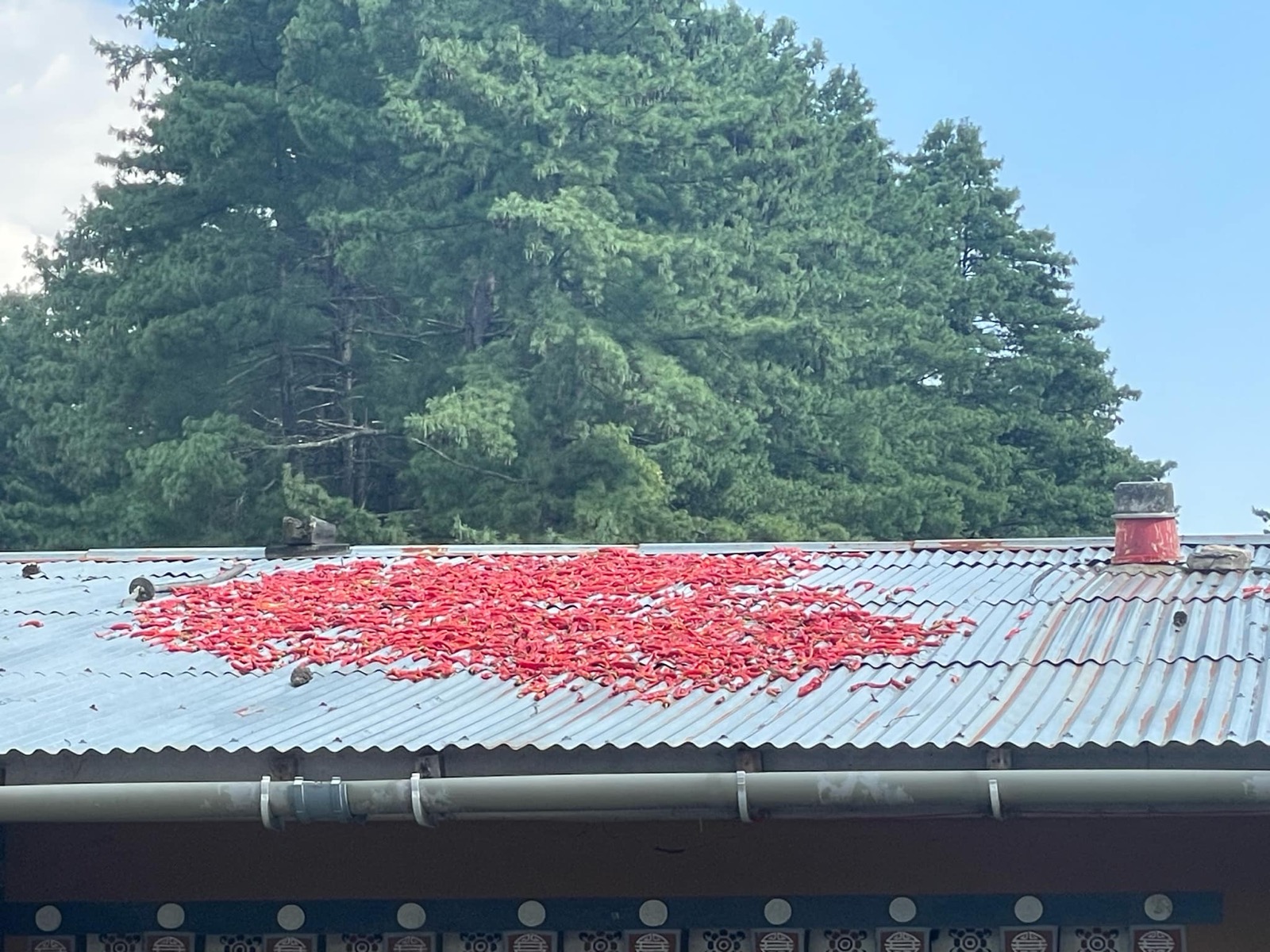 Close-up of red chillies drying in the sun