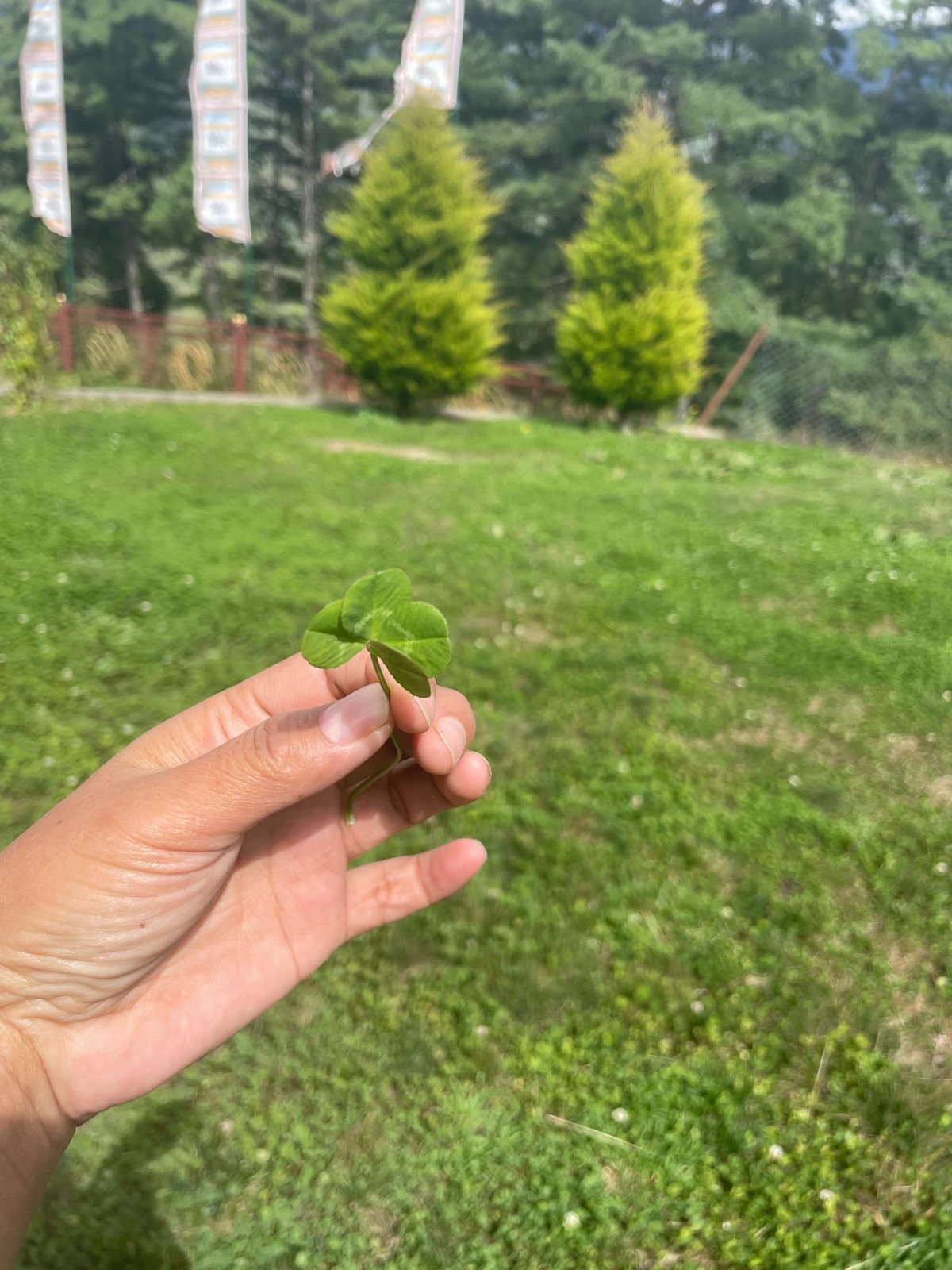 A four-leaf clover found at Taklung Monastery