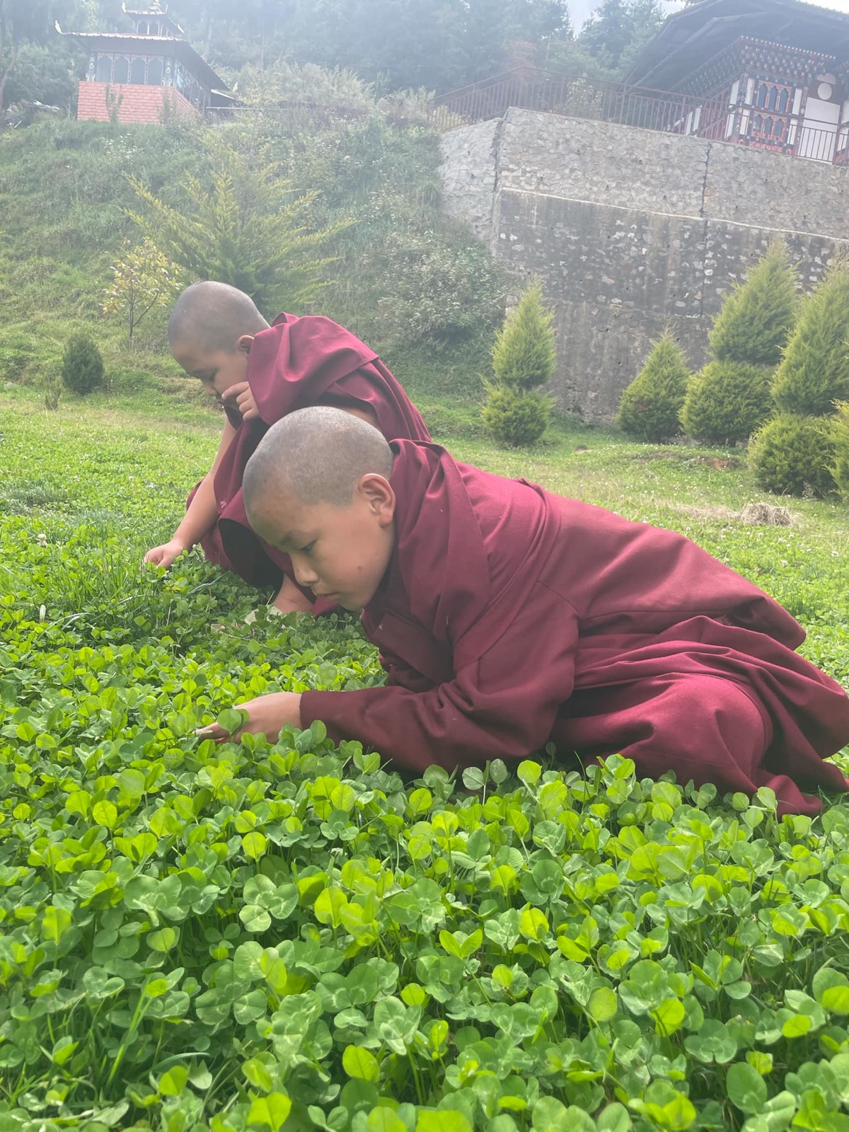 Young monks searching for four-leaf clovers
