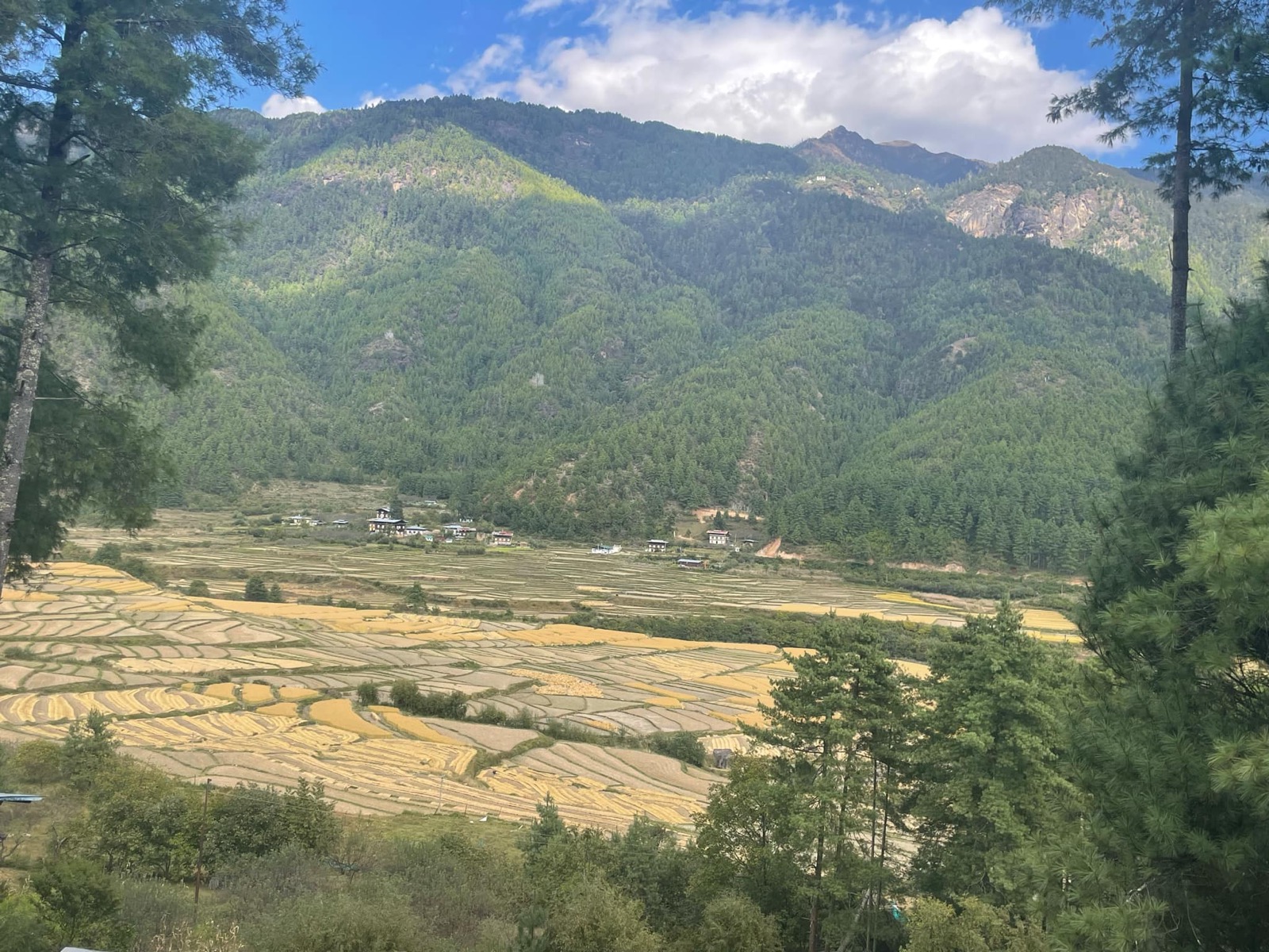 Golden rice fields in Paro Valley, Bhutan